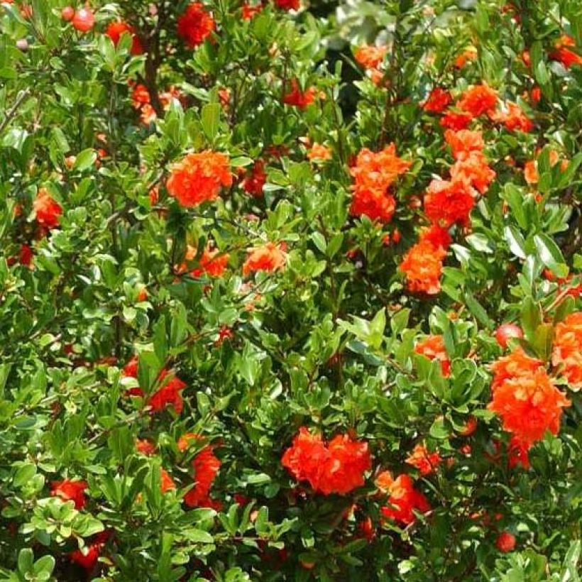 Punica granatum f. plena - pomegranate (Flowering)
