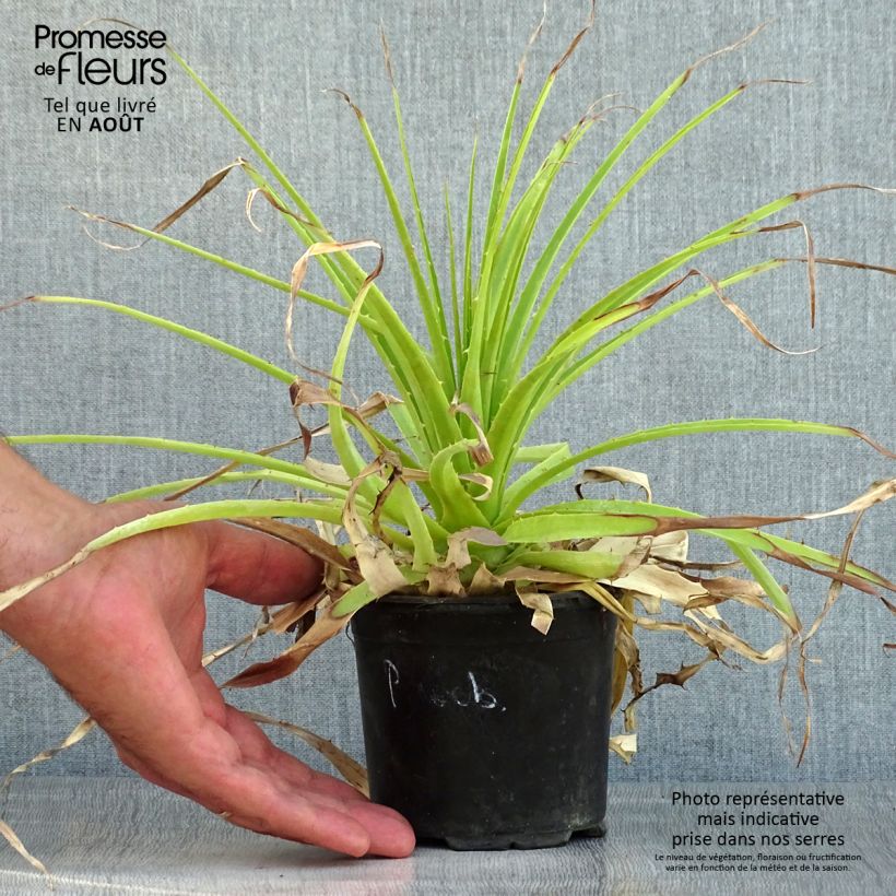 Puya weberbaueri - Broméliacée du Pérou Pot de 3L/4L sample as delivered in summer