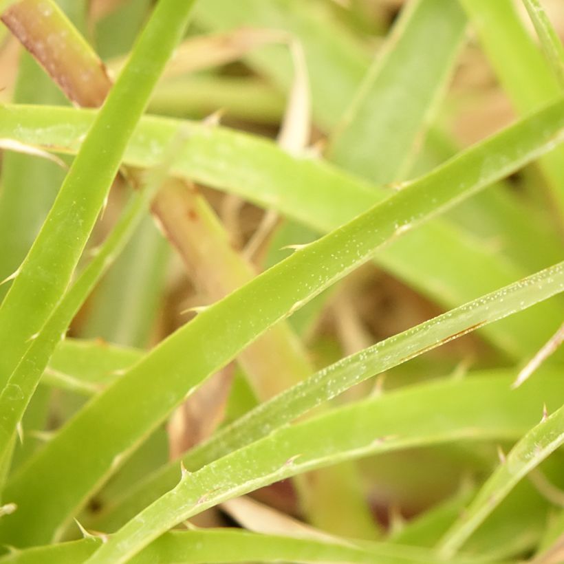 Puya weberbaueri (Foliage)