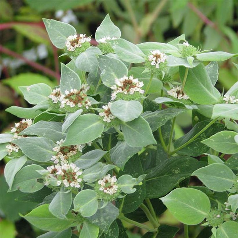 Pycnanthemum muticum - Mountain Mint (Flowering)