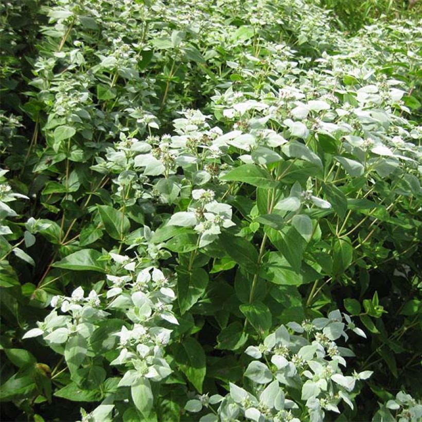 Pycnanthemum muticum - Mountain Mint (Plant habit)