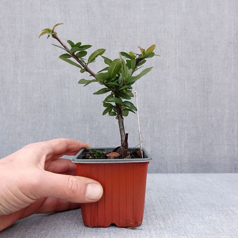 Pyracantha Orange Star 8/9 cm pot sample as delivered in winter