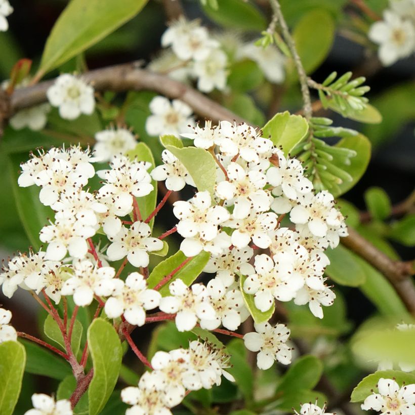 Pyracantha coccinea Sunny Star (Flowering)