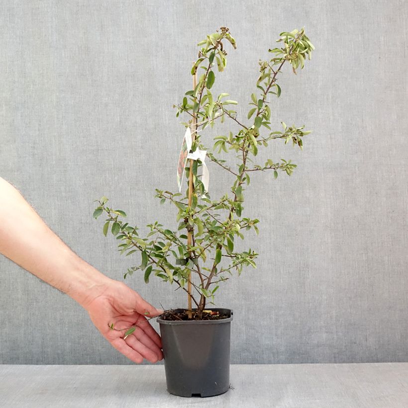 Pyracantha coccinea Mohave 2L/3L pot sample as delivered in spring