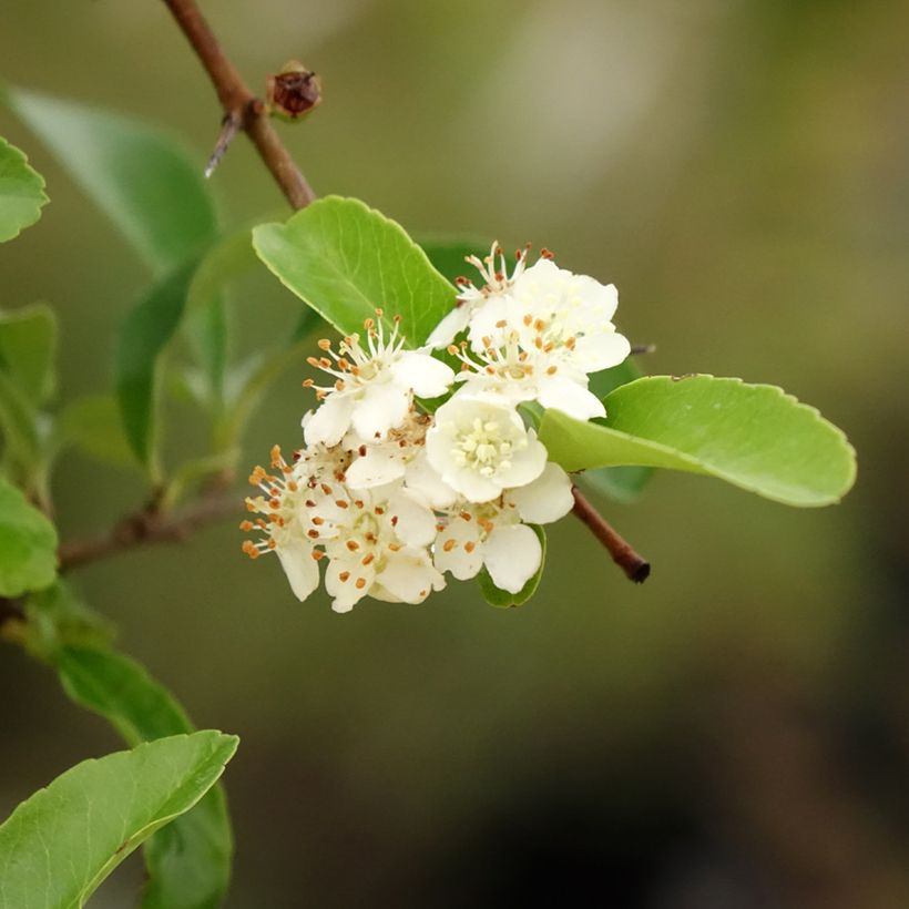 Pyracantha SAPHYR Orange - Scarlet Firethorn (Foliage)