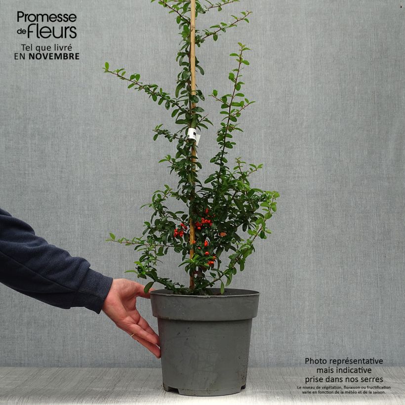 Pyracantha Saphyr Orange 60/80cm en pot de 7.5/10L - Buisson ardent sample as delivered in autumn