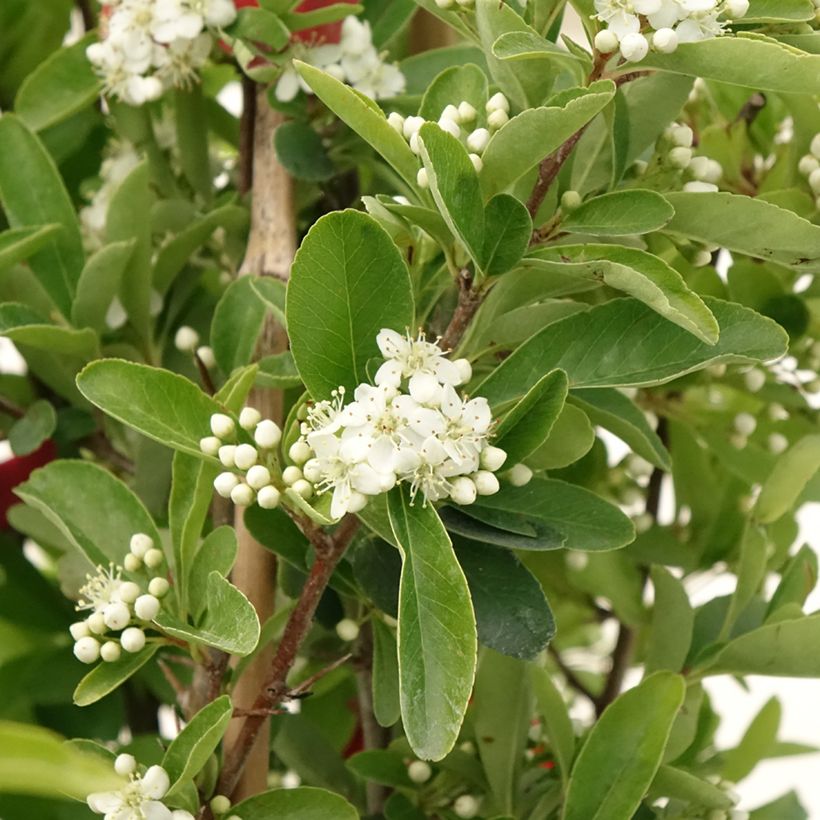 Pyracantha coccinea SAPHYR ROUGE - Scarlet Firethorn (Flowering)