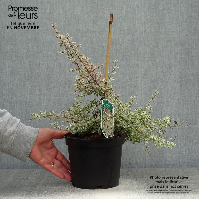 Pyracantha Sparkler Pot de 2L/3L sample as delivered in autumn