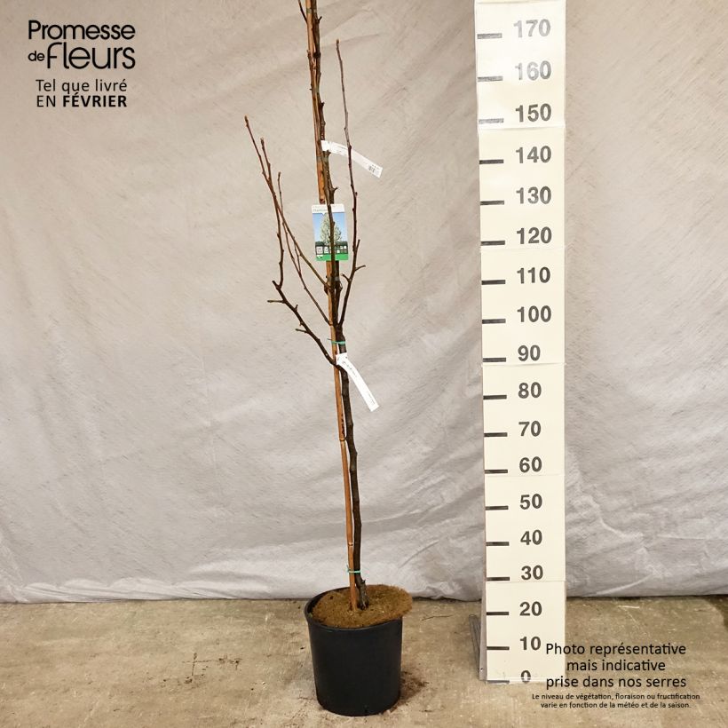 Pyrus calleryana Chanticleer - Poirier d'ornement 175/+cm en pot de 12/15L sample as delivered in winter