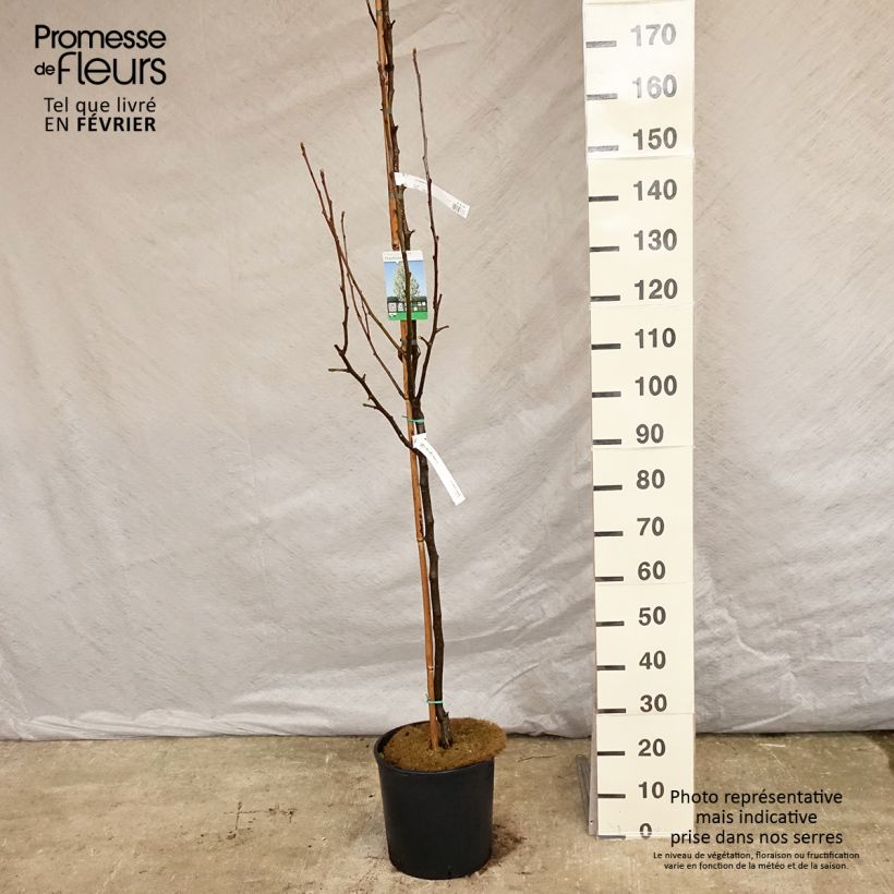 Pyrus calleryana Chanticleer - Callery Pear sample as delivered in winter