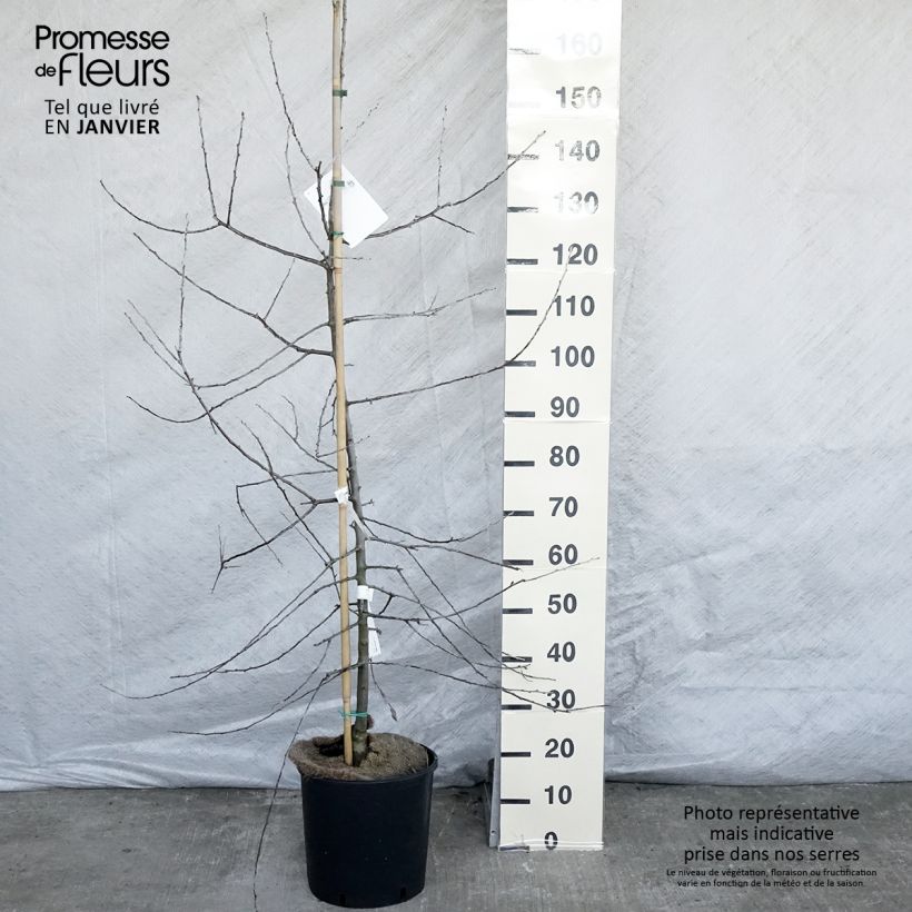 Pyrus salicifolia Pendula - Pendulous Willow-leaved Pear sample as delivered in winter