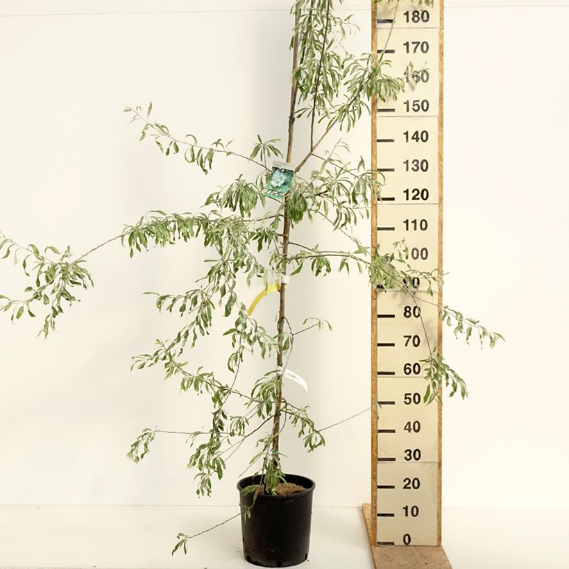 Pyrus salicifolia Pendula - Pendulous Willow-leaved Pear 7.5L/10L potShipped height around 180/200cmcm sample as delivered in spring