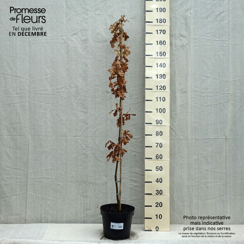 Quercus cerris - Chêne chevelu ou Chêne lombard Pot de 10L sample as delivered in winter