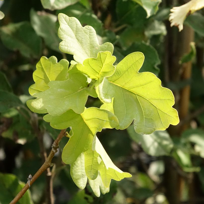 Quercus robur Facrist - English oak (Foliage)
