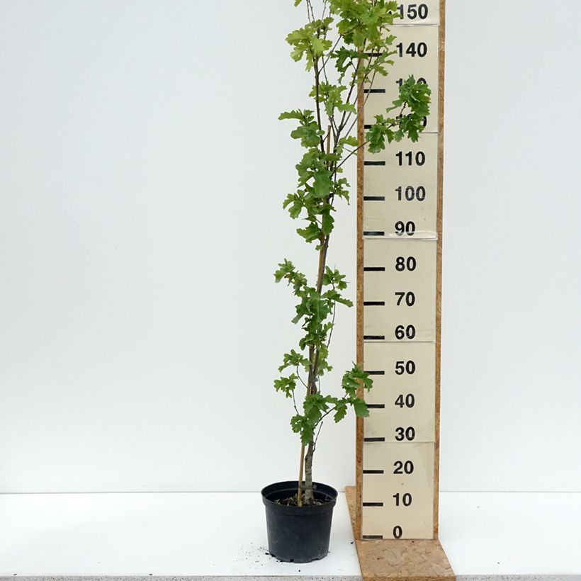 Quercus robur Facrist - English oak 4L/5L pot sample as delivered in summer