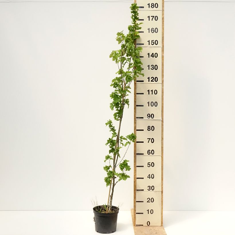 Quercus robur Facrist - English oak 4L/5L potShipped height around 160/180cm sample as delivered in spring