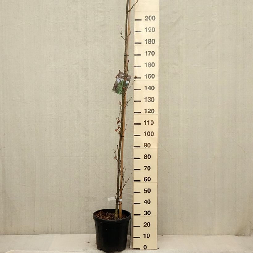 Quercus robur Fastigiata Koster - Chêne pédonculé fastigié Pot de 20/25L sample as delivered in spring