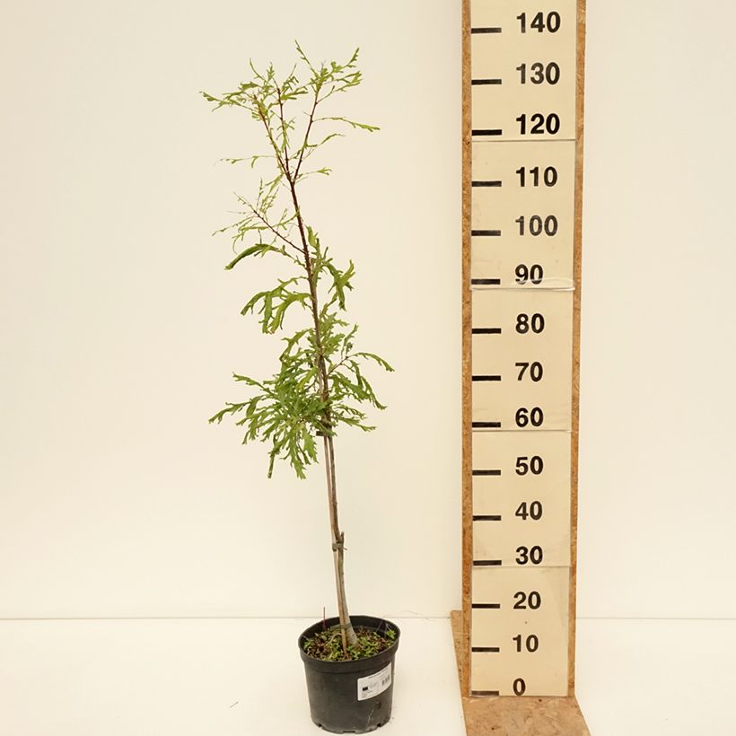 Quercus robur Pectinata - English oak 4L/5L pot sample as delivered in summer