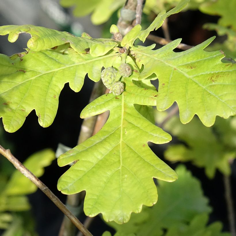 Quercus robur Rita's Gold - English Oak (Foliage)
