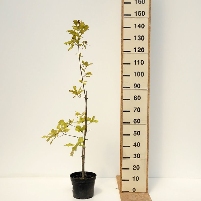 Quercus robur Rita's Gold - English Oak 4L/5L pot sample as delivered in summer