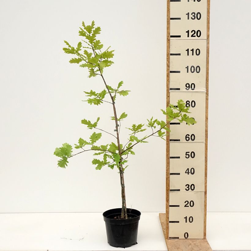 Quercus robur Rita's Gold - English Oak 4L/5L pot sample as delivered in spring