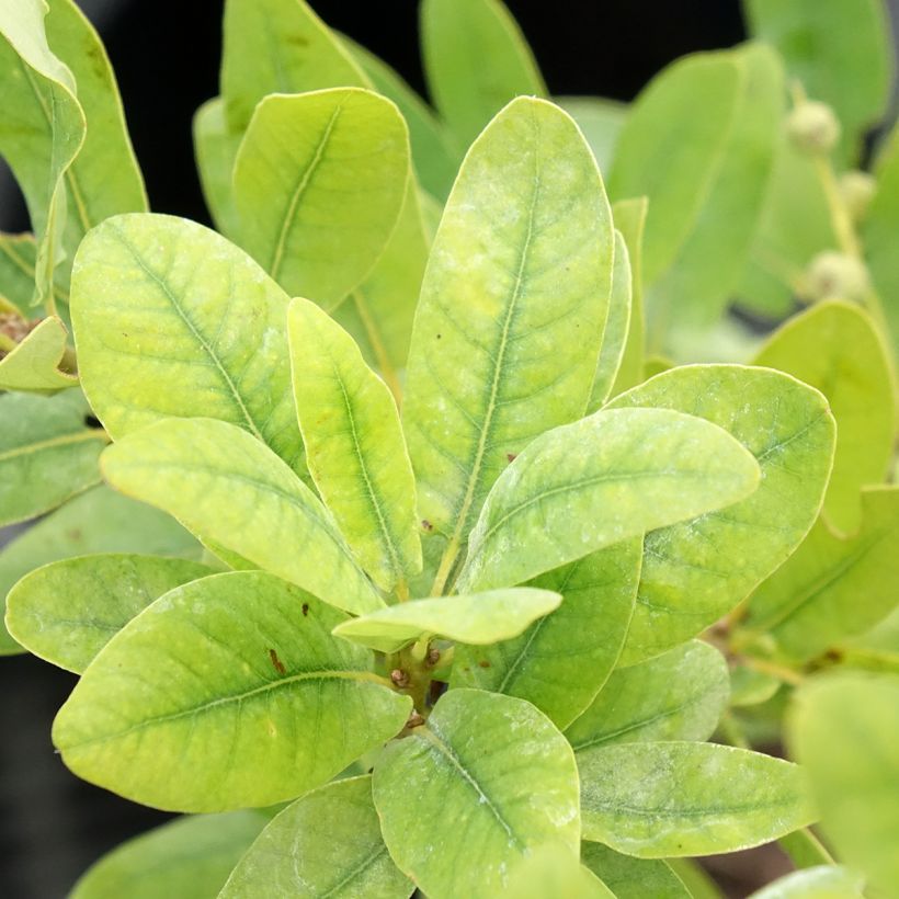 Quercus robur Salicifolia - English oak (Foliage)