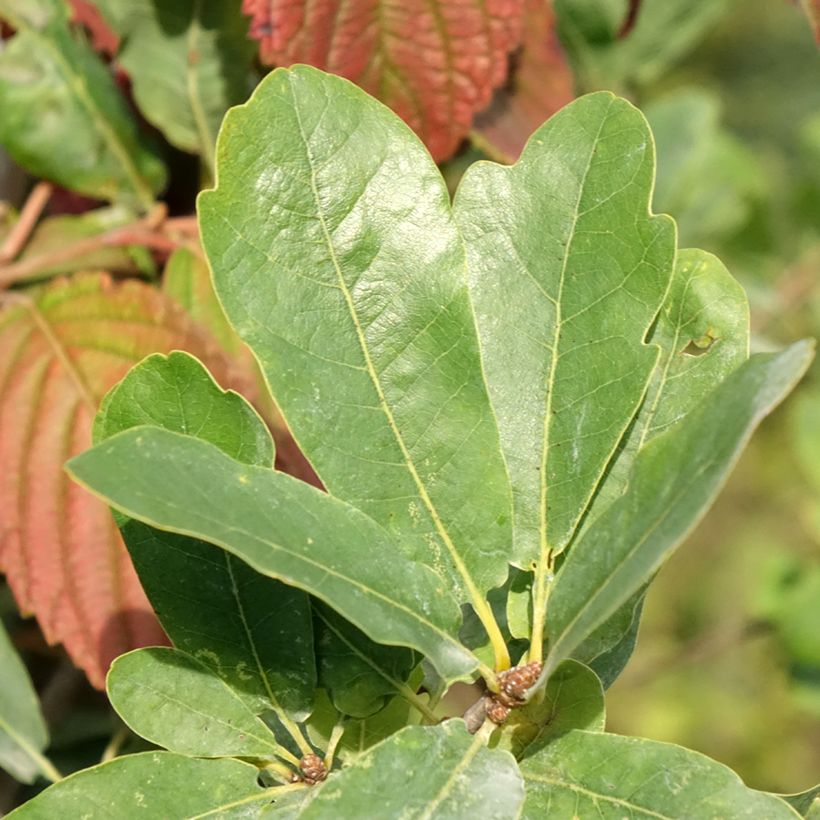 Quercus robur Strypemonde - English oak (Foliage)