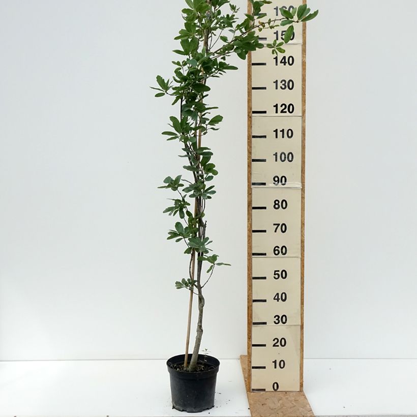 Quercus robur Strypemonde - English oak 4L/5L pot sample as delivered in summer