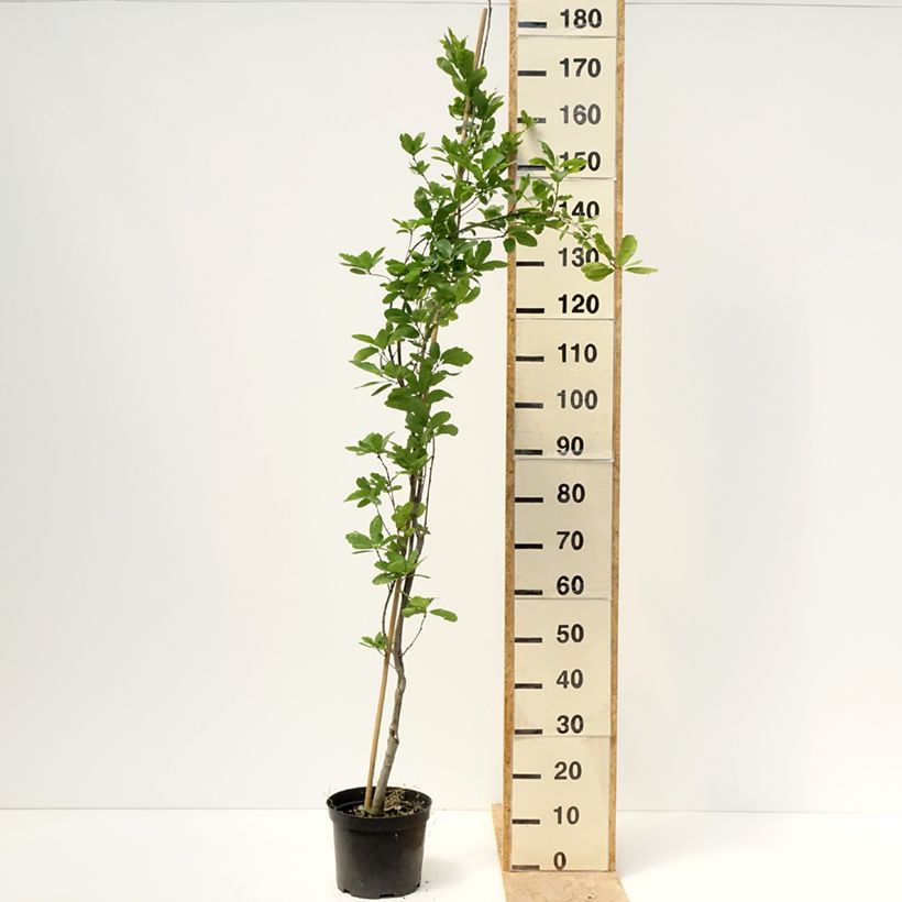 Quercus robur Strypemonde - English oak 4L/5L pot sample as delivered in spring