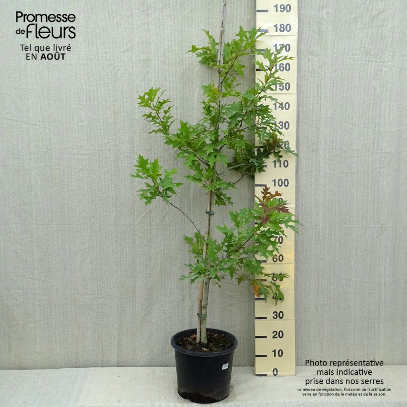 Quercus texana (nuttallii) New Madrid 7.5L/10L pot sample as delivered in summer