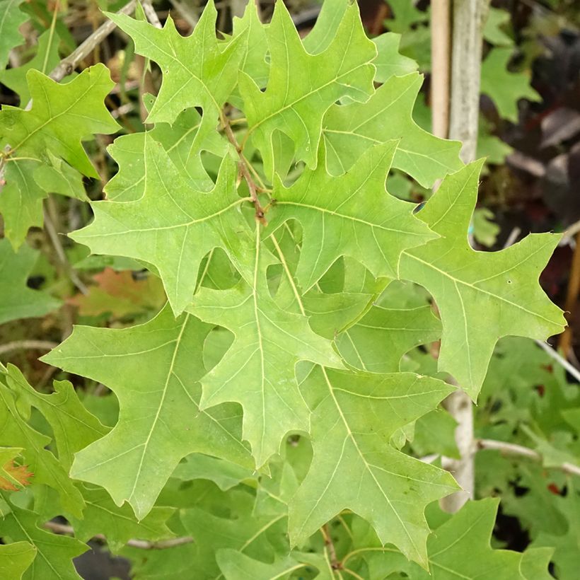 Quercus texana (nuttallii) New Madrid (Foliage)