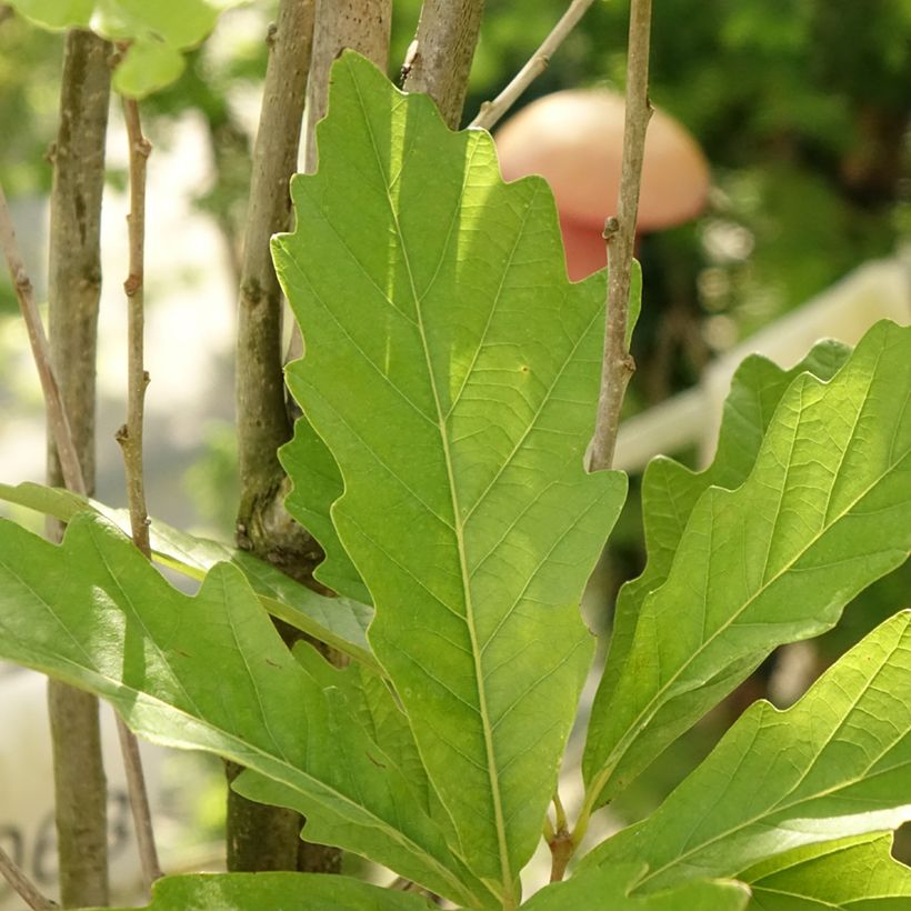 Quercus warei Windcandle (Foliage)