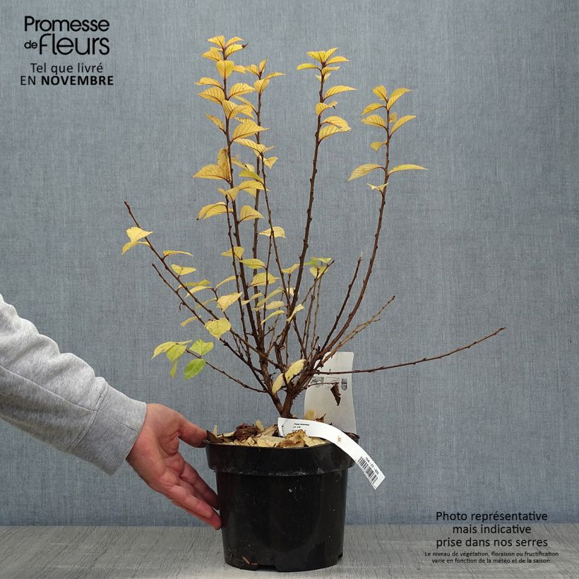 Ragouminier - Prunus tomentosa Pot de 2L/3L sample as delivered in autumn