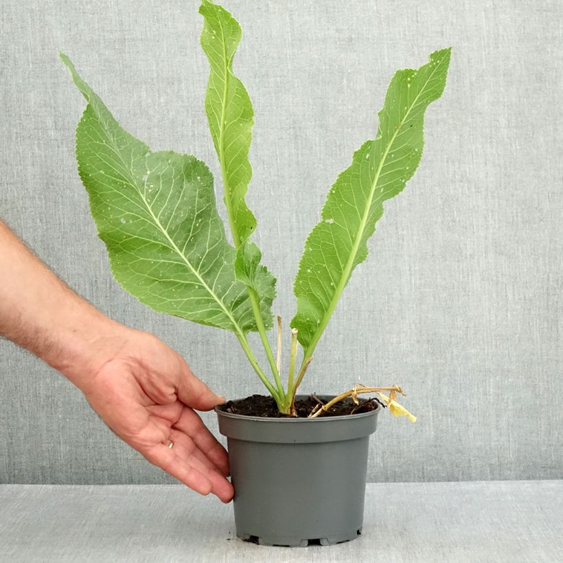 Horseradish - Armoracia rusticana - German Mustard 1.5L/2L pot sample as delivered in summer