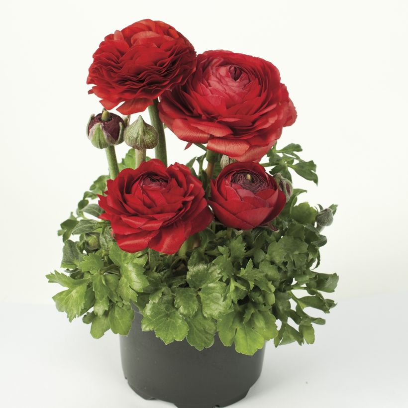 Ranunculus hybrida Vortex F1 Red - Persian Buttercup (Plant habit)