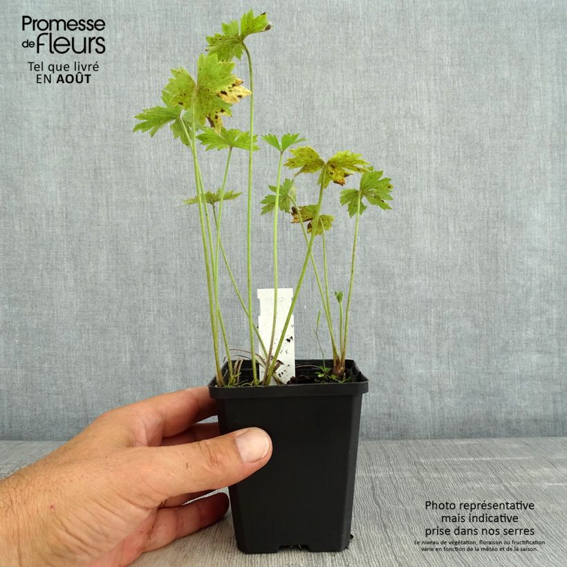 Ranunculus acris Multiplex - Meadow Buttercup 8/9 cm pot sample as delivered in summer