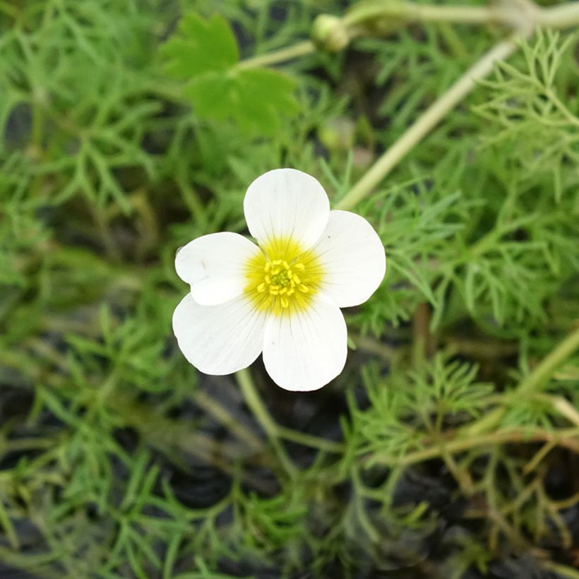Ranunculus aquatilis - common water crowfoot (Flowering)
