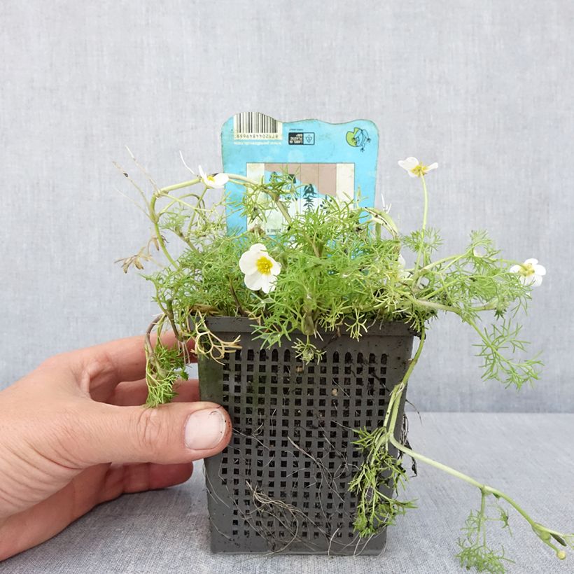 Ranunculus aquatilis - common water crowfoot 1L/1.5L pot sample as delivered in spring