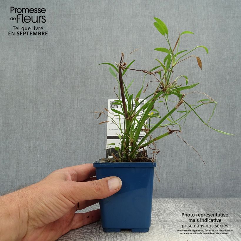 Ranunculus flammula - Lesser Spearwort 8/9 cm pot sample as delivered in autumn