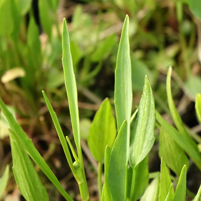 Ranunculus flammula - Lesser Spearwort (Foliage)