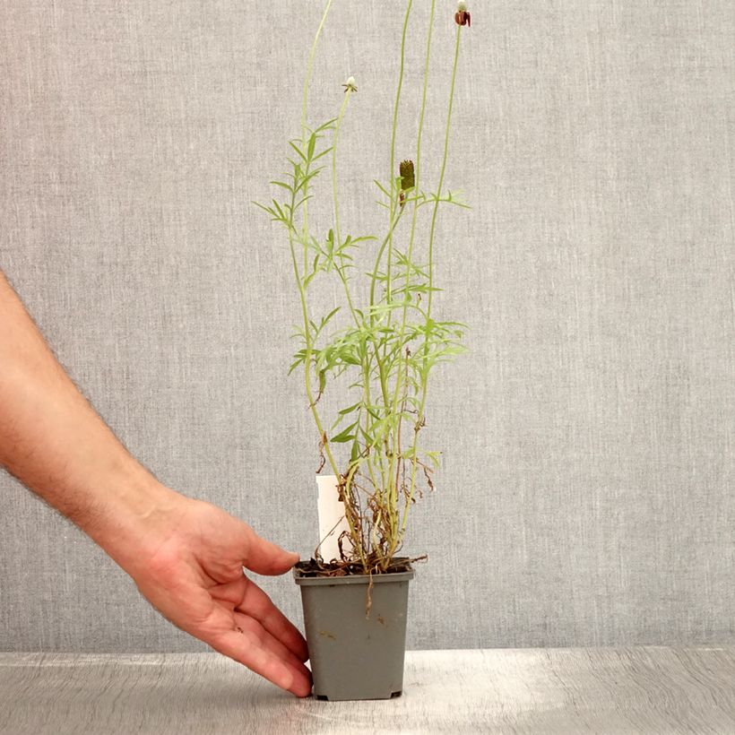 Ratibida columnifera Pulcherrima - Mexican Hat 8/9 cm pot sample as delivered in summer