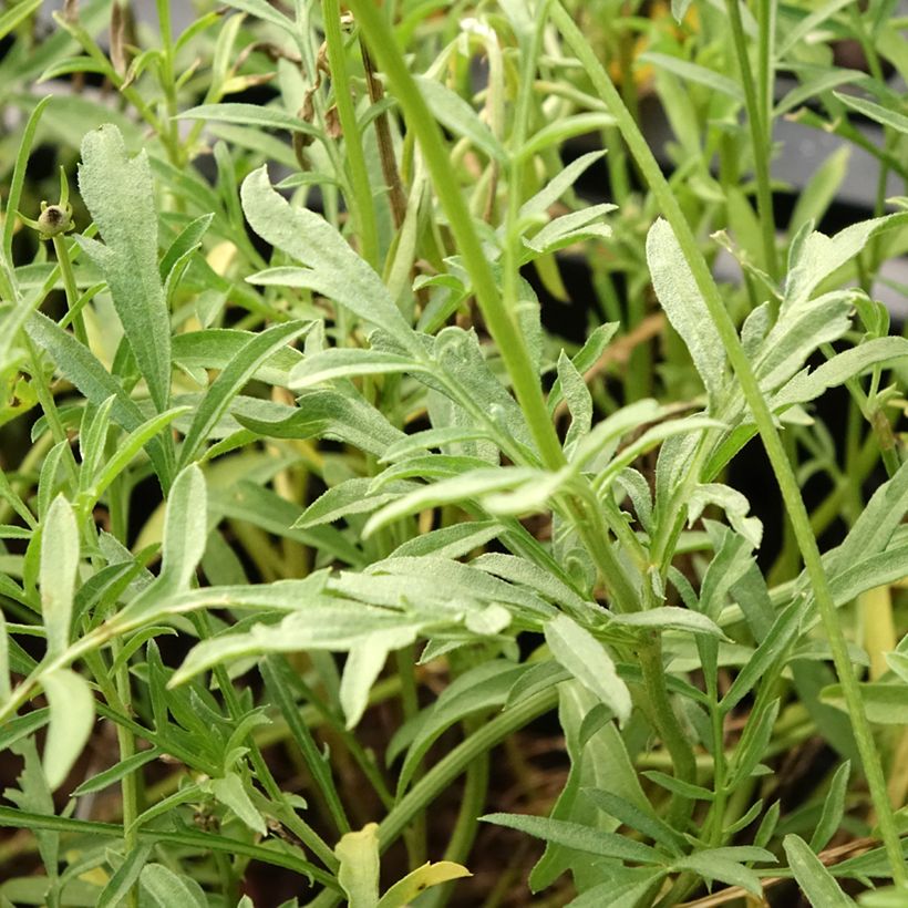 Ratibida columnifera Pulcherrima - Mexican Hat (Foliage)