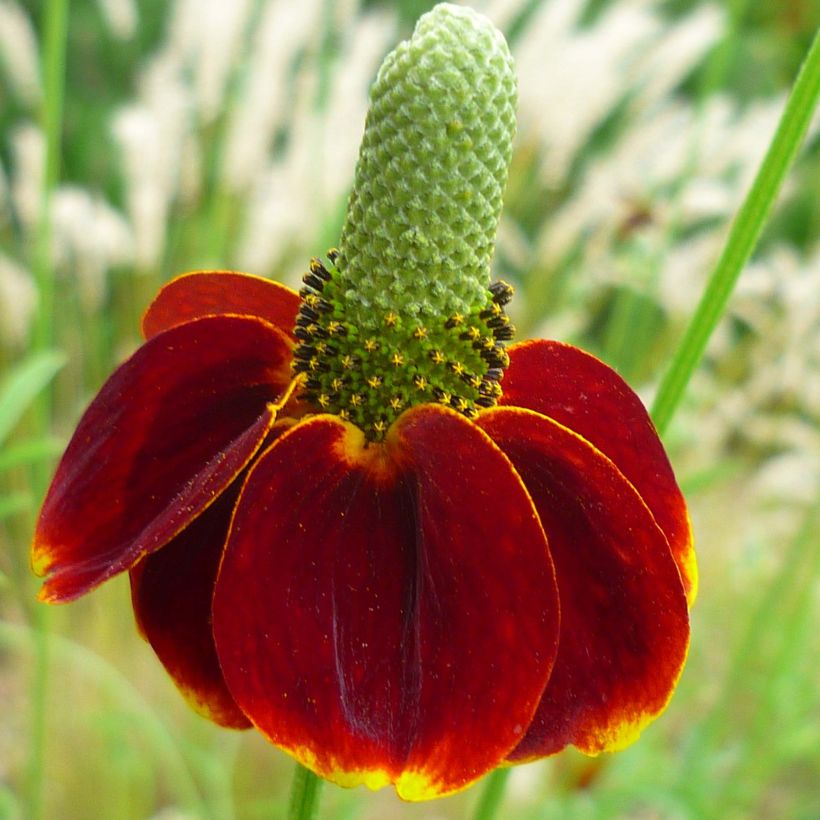 Ratibida columnifera Red Midget - Mexican Hat (Flowering)