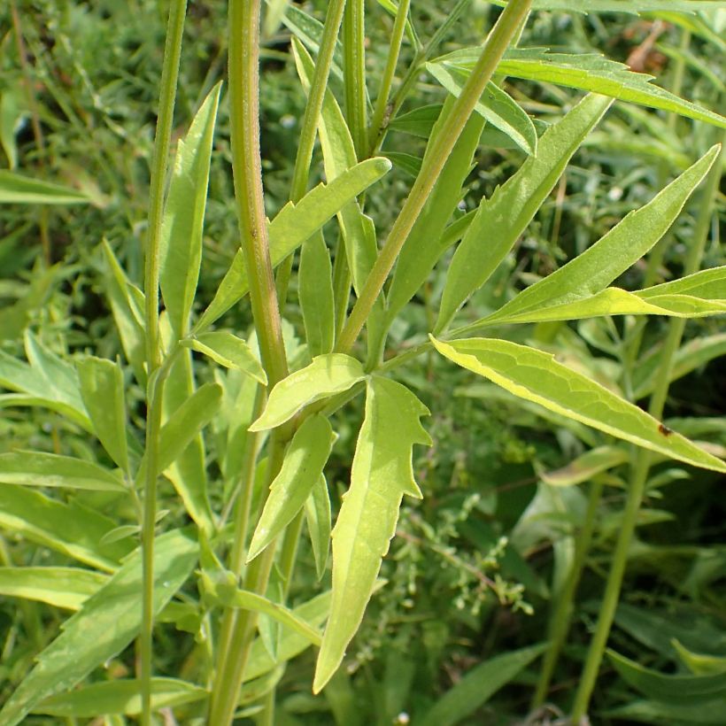Ratibida pinnata - Yellow Coneflower (Foliage)