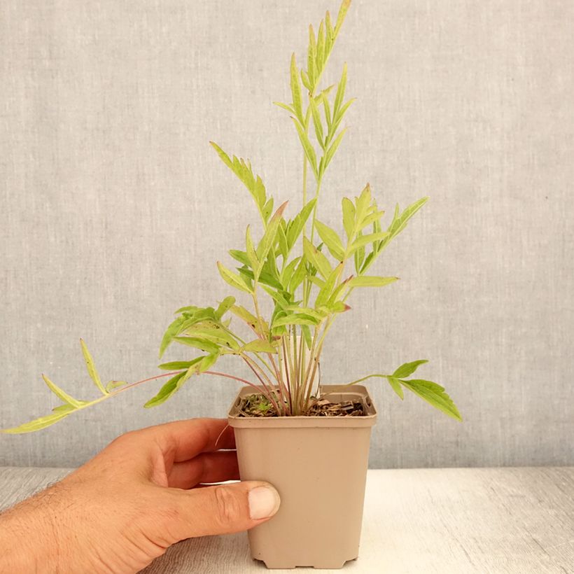 Ratibida pinnata - Yellow Coneflower 8/9 cm pot sample as delivered in summer