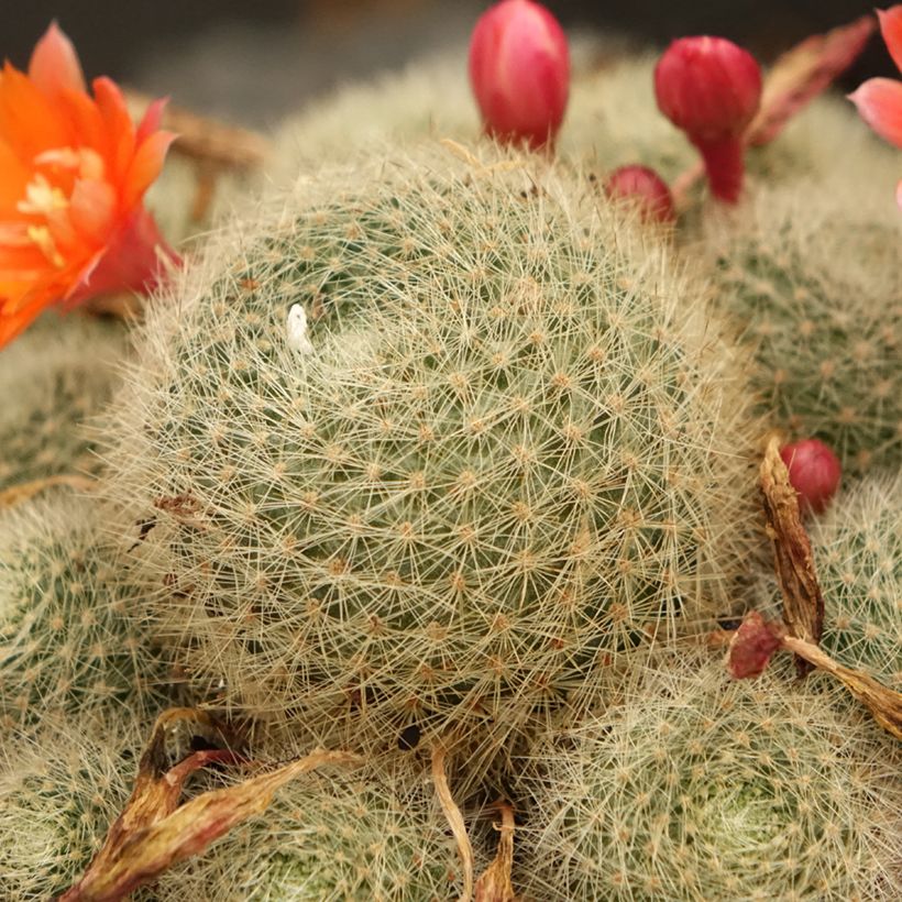 Rebutia sp. (Foliage)