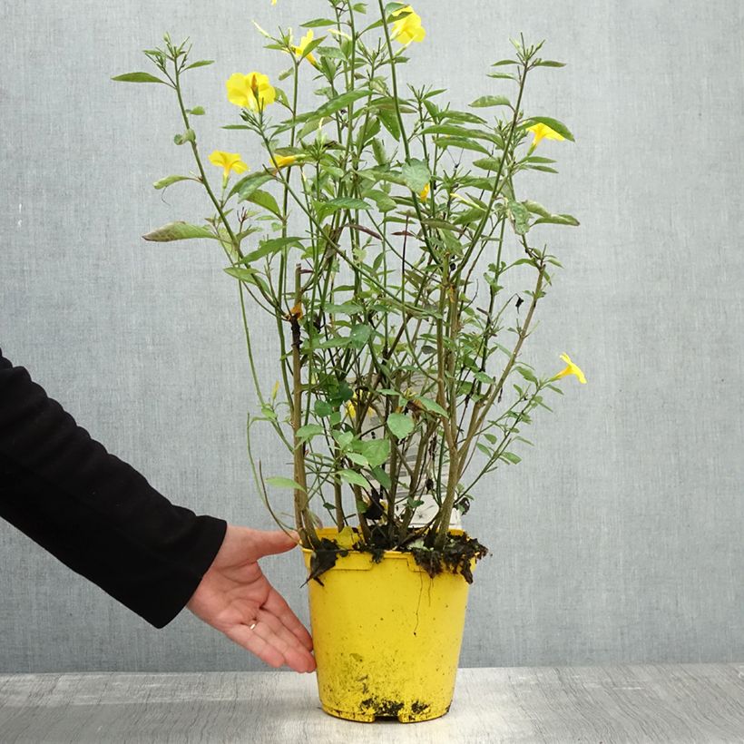 Reinwardtia indica - Yellow Flax 4L/5L pot sample as delivered in autumn
