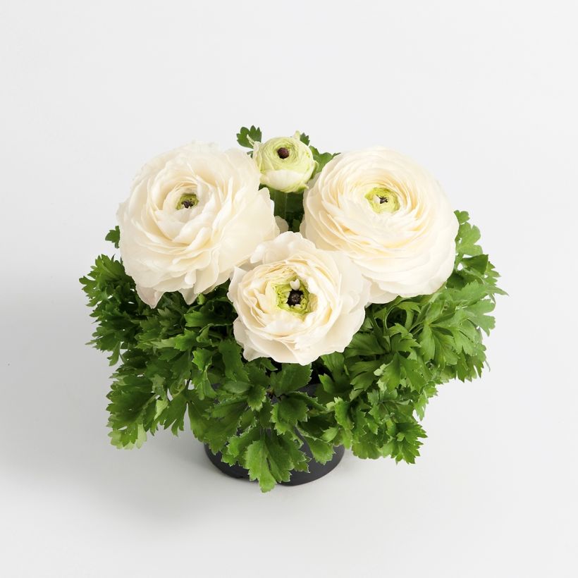 Ranunculus hybrida Vortex F1 White - Persian Buttercup (Plant habit)