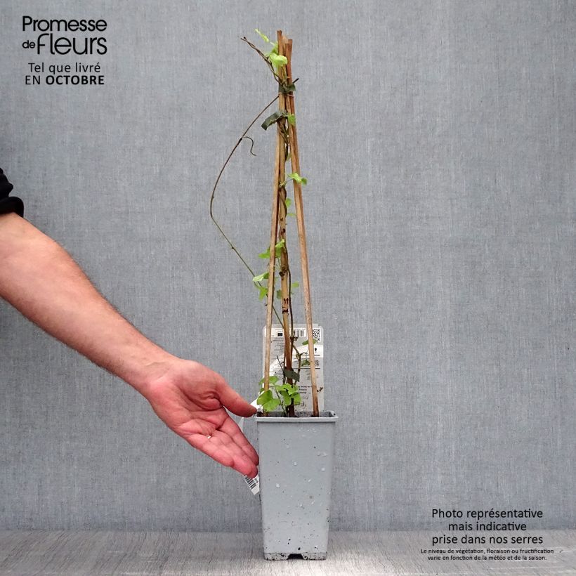 Fallopia aubertii 2L/3L pot sample as delivered in autumn