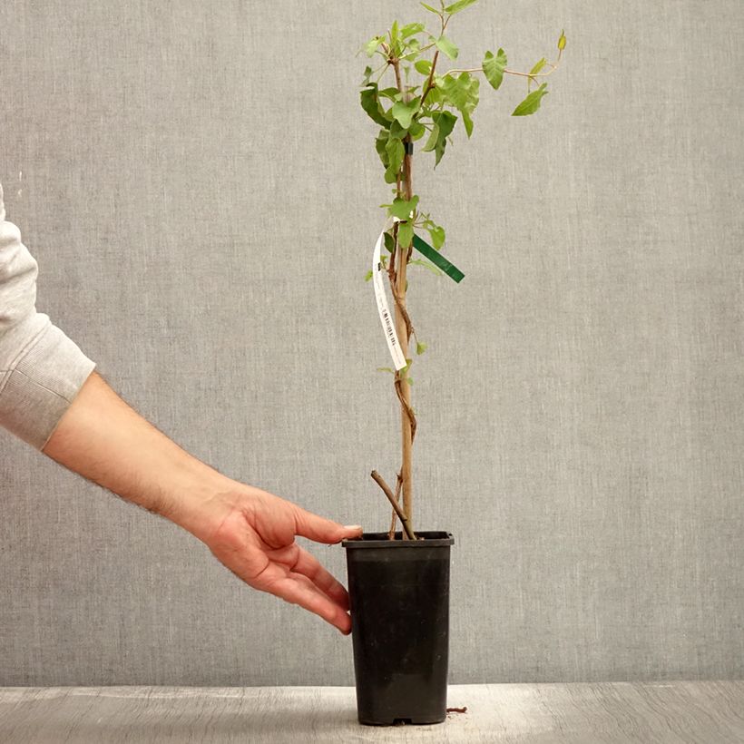 Fallopia aubertii 1.5L/2L pot sample as delivered in autumn